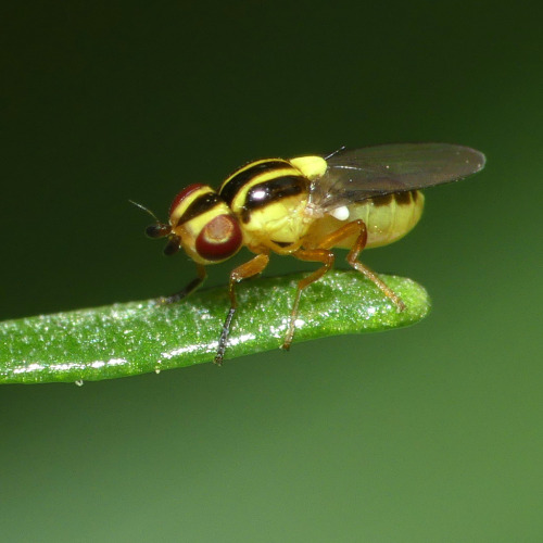 onenicebugperday: Yellow grass fly, Thaumatomyia glabra, ChloropinaeFound in North America and Europ