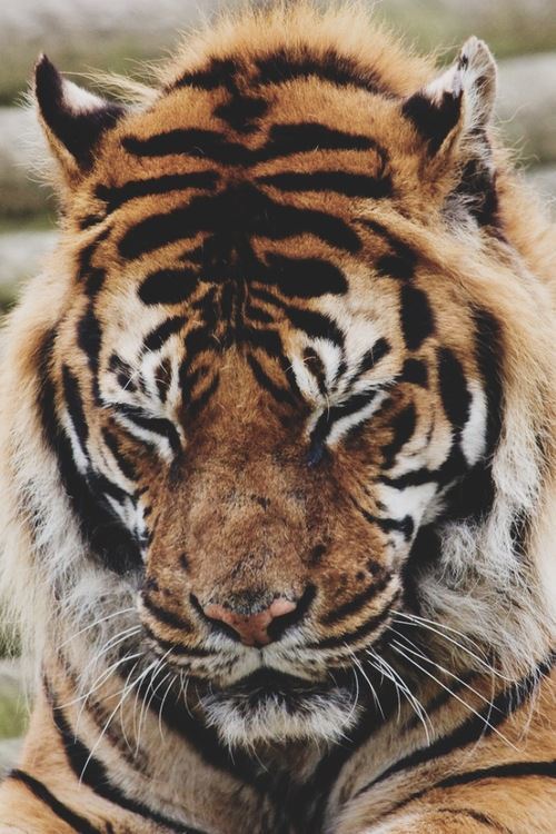 brutalgeneration:  Tumblr on We Heart It. http://weheartit.com/entry/54455893 