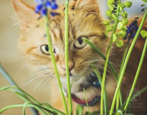 Willow amongst some Grape Hyacinths (NatureSpiritHeart Photography)