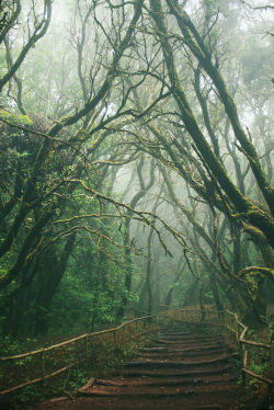 senpais:  La Gomera x { Flickr } 