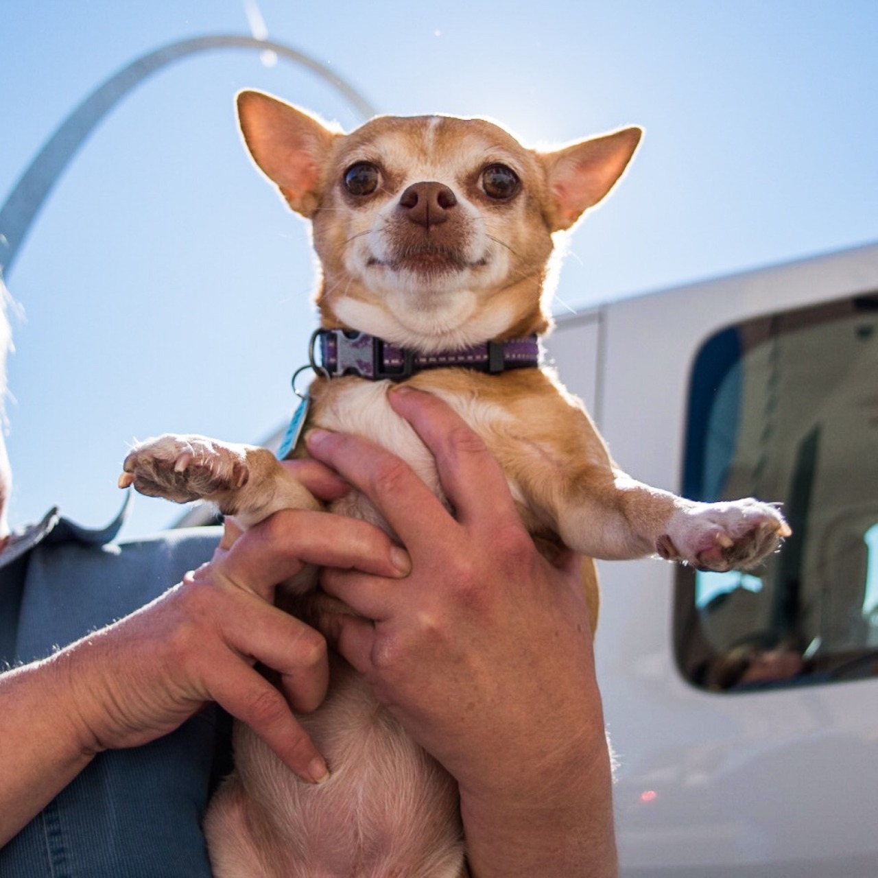 thedogist:  Stella, Chihuahua (8 y/o), The Gateway Arch, St. Louis, MO • “Given
