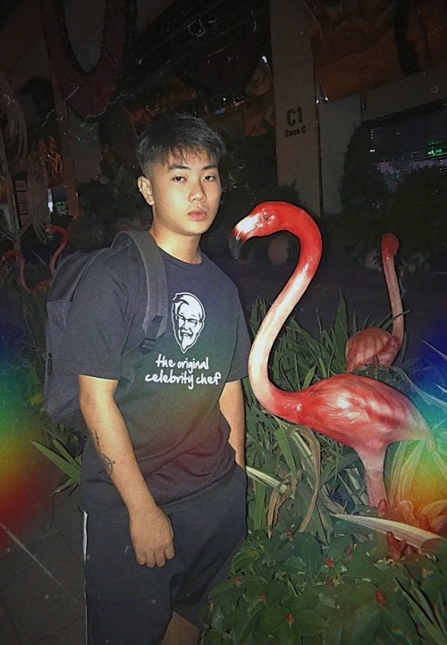 Flamingo