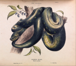 faerie-bear:  Diamond Snake (Morelia spilota) by Helena Forde (1869) 