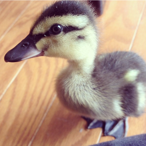 catsbeaversandducks:  Don’t Be Sad, Look At These Baby Ducks If you didn’t already know, baby ducks are pretty much precious little nuggets of joy. They have been clinically proven to cure depression and disease and all other problems because they