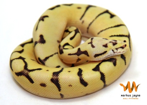cameoamalthea:  fuckyeahballpythonsmorphs:  “This is by far my favourite ball python hatched here this year. Not because he is a new multi gene morph but because of his personality. He is a bumble bee fire and was born without any eyes. At first