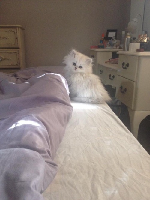 animalsdancing:Sushi as a kitten DA FLOOF!