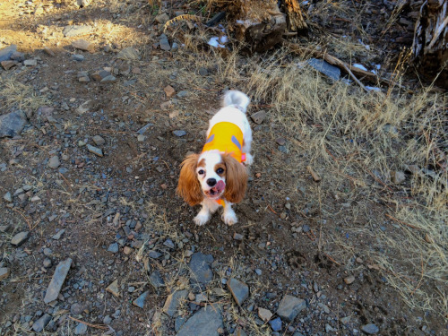 cutiesforcuties:  naughtyycupcake:  This is my dog, Teagan. She’s really amazing and sweet and active and also plays a very important role in my life as my service dog. I love her with all my heart, and I also need her to leave the house and function.