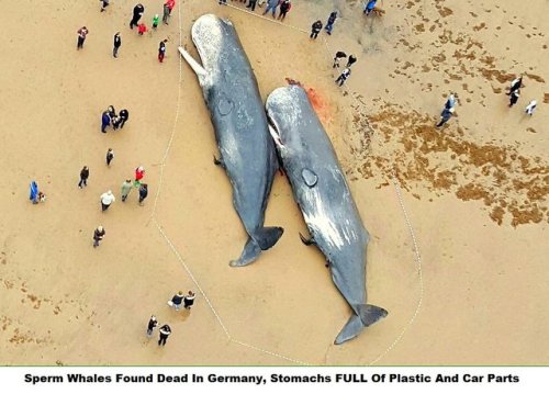 THIS IS WHY YOU SHOULDN’T LITTER.