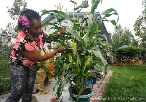 &ldquo;NORTHERN CORN: Verona Gentry tends to a corn crop Tuesday at her East Anchorage home. She sai