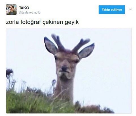 Zorla fotoğraf çekinen geyik