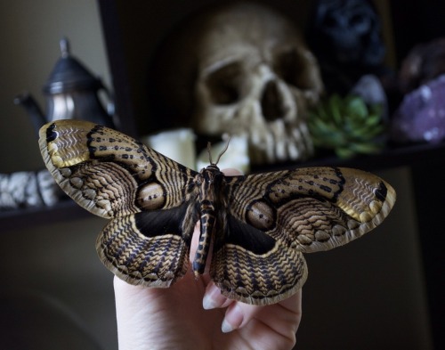 thebutterflybabe:As a caterpillar the Brahmin Moth feeds on toxic plants, able to neutralize its tox