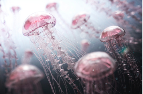 &ldquo;Jellyfish Swarm&rdquo; by CGI expert James Gardner-Pickett