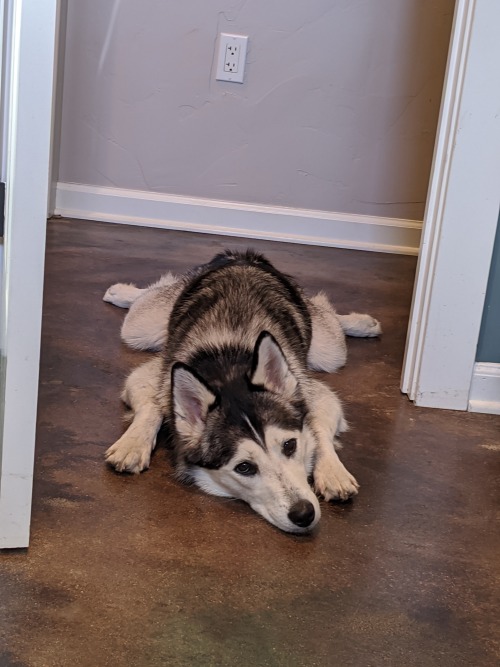 My Turtle Dog~ I Want To Thank Everyone's Kind Words On My Last Post About My Grandma's Passing. I've