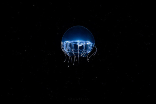 thelovelyseas: by Alexander Semenov    Otherworldly and incredible. I love sea life s