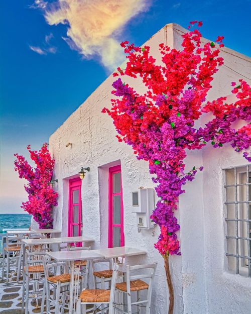 Bougainvillea everywhere in Paros island! Photo by Kostas Bouk. 