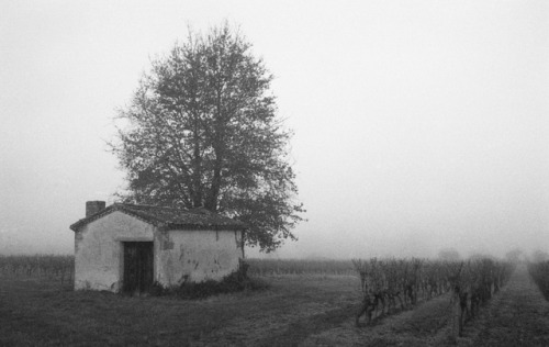 Fog & vineyard