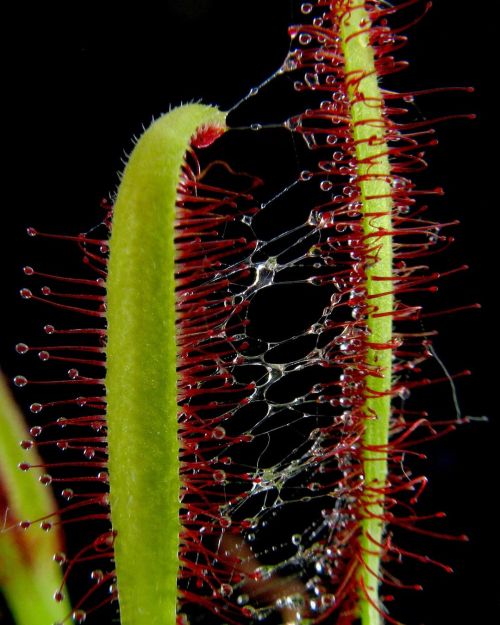 The Cape sundew (Drosera capensis) is a carnivorous plant that’s well-equipped to catch flies. Its l