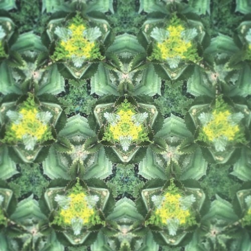 Kaleidoscope. #madison #explorewisconsin #kaleidoscope #iphoneonly #nature (at Olbrich Botanical Gar