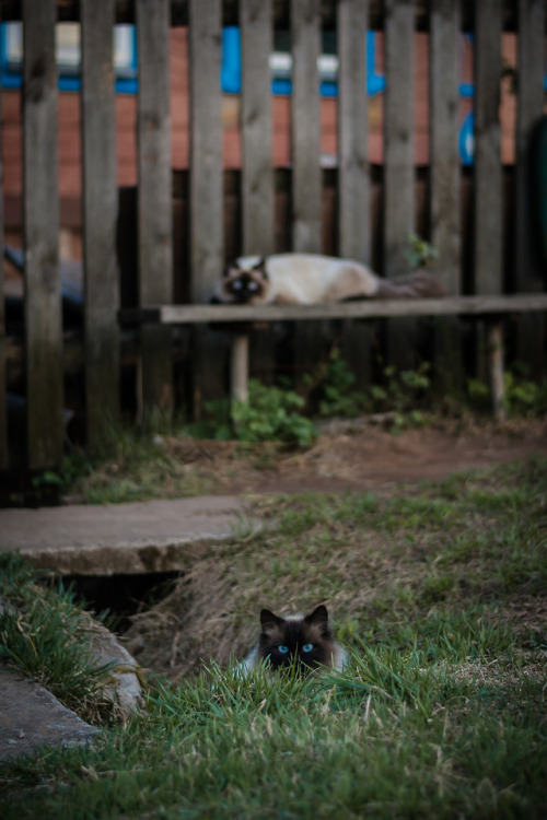 boschintegral: lenalozhkinaphoto: Neighbors twins. ©lenalozhkinaphoto @mostlycatsmostly