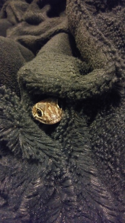 ultra-frog:Blankie