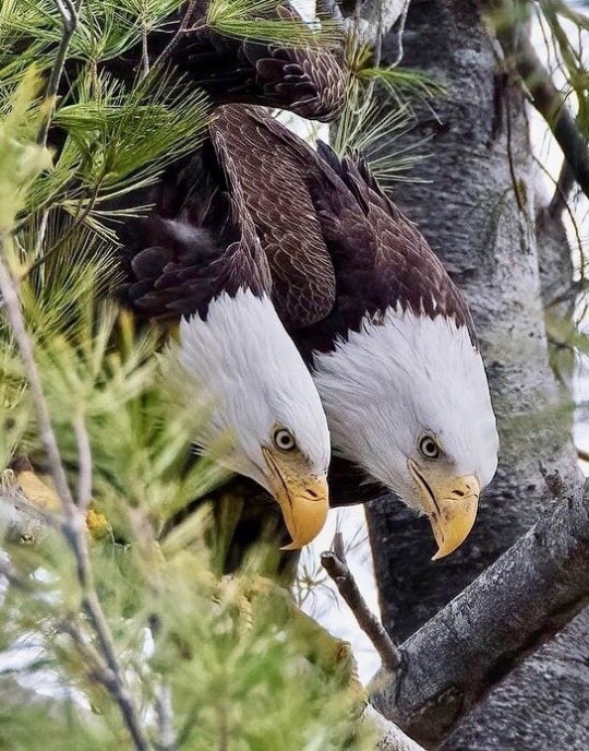 hercrazylover:the-heart-of-the-lion:twentythreeskeet:Patriots stick together.For