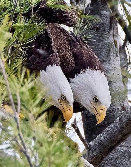 hercrazylover:the-heart-of-the-lion:twentythreeskeet:Patriots stick together.For