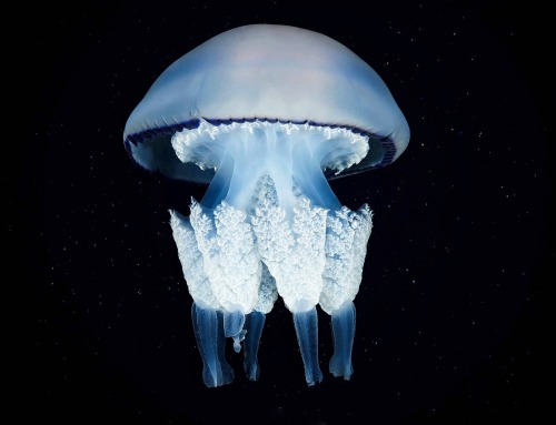 Jellyfish - Rhizostoma Pulmo by Semenov