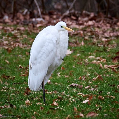 besidethepath:Today’s walk with some bigger birds. They show calm and patience (only the white egret