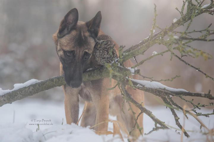 mymodernmet:Dogs may be man’s best friend, but Ingo the shepherd dog’s special