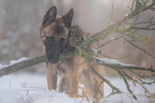 mymodernmet:Dogs may be man’s best friend, but Ingo the shepherd dog’s special buddy is Poldi, a little owl who loves to pose for pictures and cozy up to his canine pal. Germany-based animal photographer and collage artist Tanja Brandt documents their