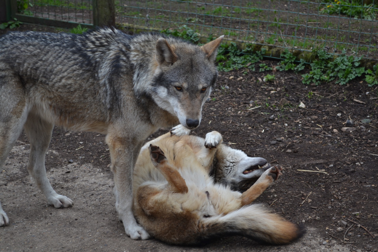 Beautiful Wolves