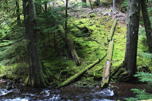 bright-witch: Columbia River Gorge Print Shop