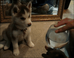 4gifs:  Husky puppy confused by singing glass. [video]