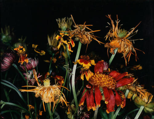 au-meme-endroit:Flower Stems, 1990, Nobuyoshi Araki