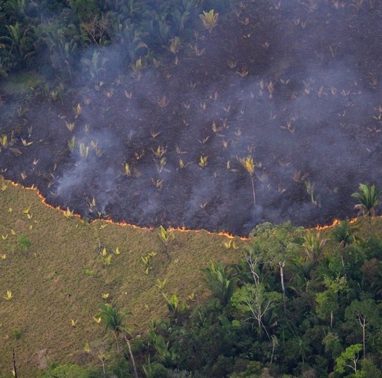 napkinpoetess:if you didn’t know, the amazon rainforest is on its 16th day of burning. my heart is broken, this is so saddening, and upsetting and nobody is doing anything about it. the amazon is the world’s largest tropical rainforest. covering
