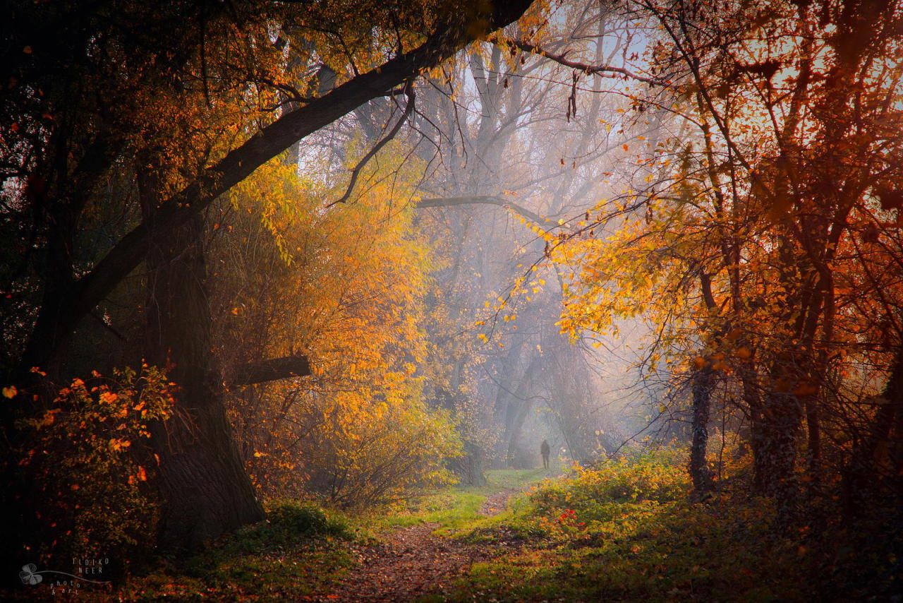 godotal:  Mist Forest 