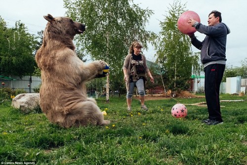 Russians, Svetlana and Yuriy Panteleenko adopted Stepan, a 7ft tall and 300lb bear and have domestic