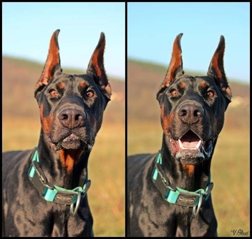 dobermann