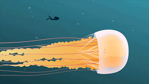 teded:  The largest species of jellyfish, the lion’s mane, has tentacles that can