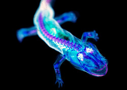 xysciences:  A salamander under a black light.  [Click for more interesting science facts and gifs]