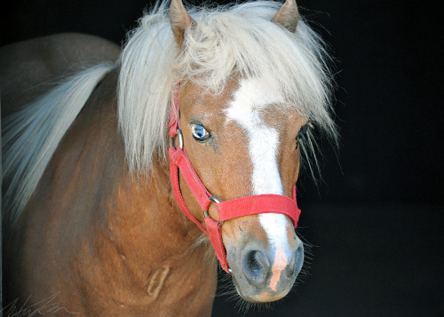 ‘Nother pony picture. Older picture, but I still like it, so ehh