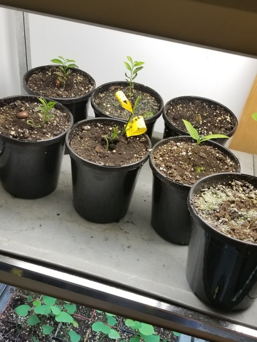 kihaku-gato:Alright since the previous seedling post didn’t get much reception HERE’S SOMETHING TO R