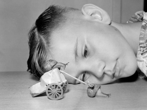 weirdvintage:Ten year old Martin Witter watches two snails from his “team” go through their rounds d