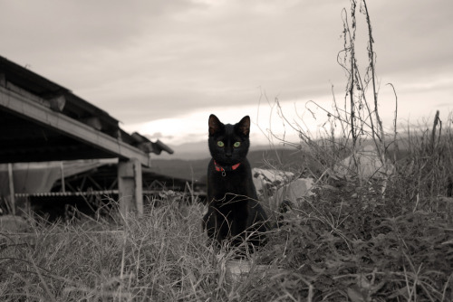 Gato atento (by Minacar)