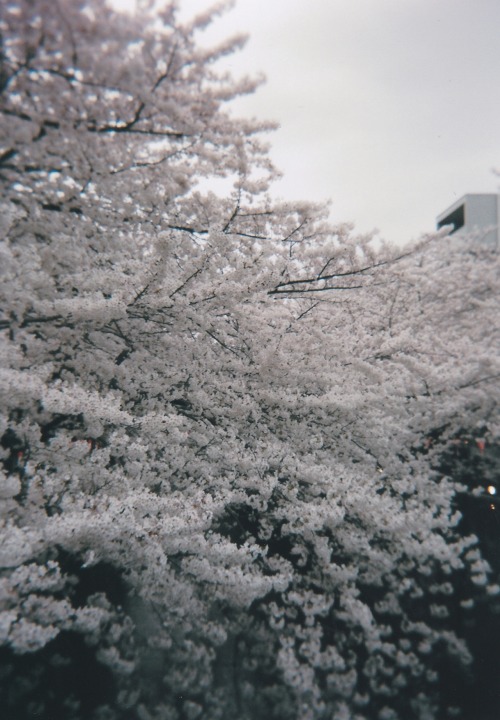 nf-photo - Retrospective - Sakura blossoms at Megro river, Tokyo....