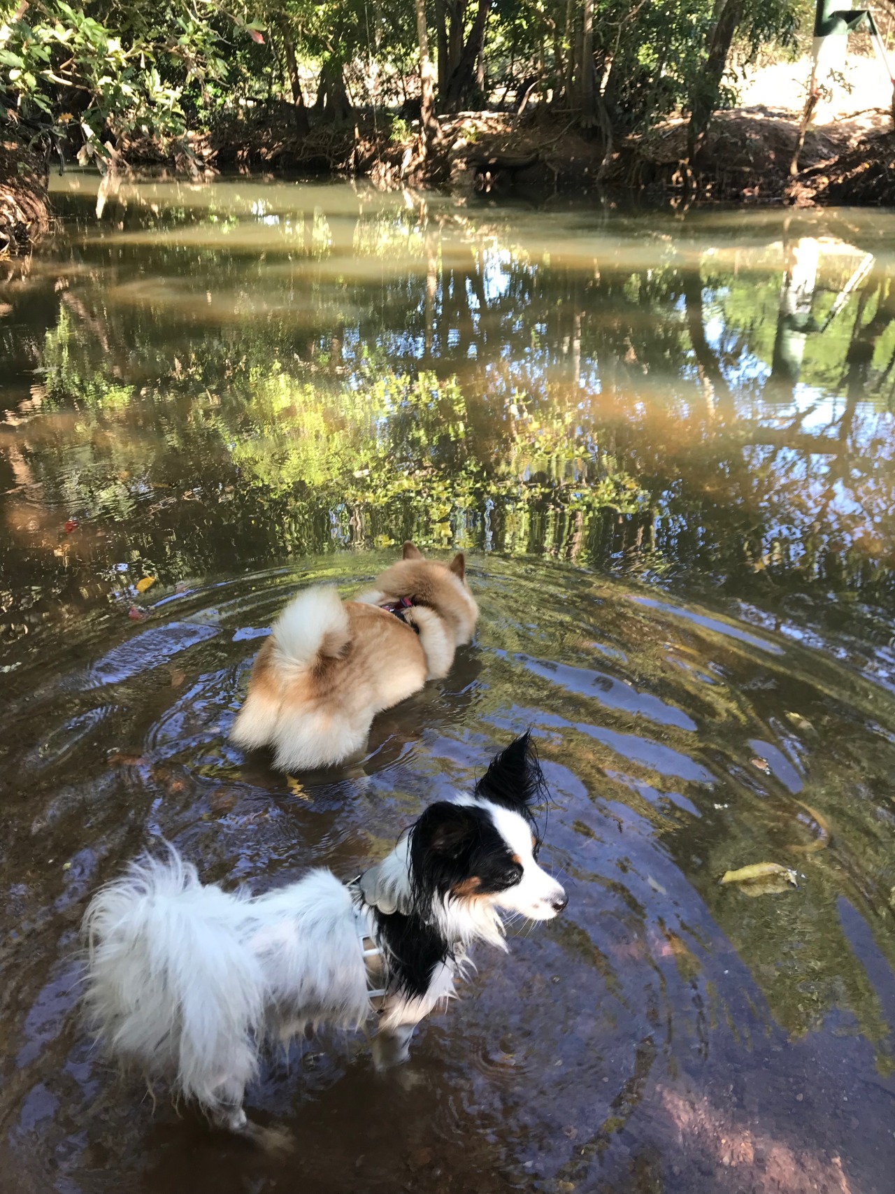 creek dogs