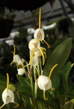 Orchid-A-Day:  Masdevallia Selenites December 9, 2015  