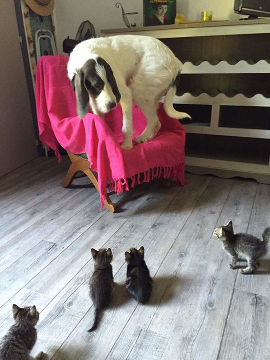 tastefullyoffensive:  Little kittens can be very scary. (photo via yummie4mytummie)