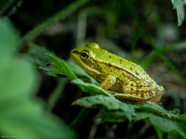 For frog friday I even wait on a nettle. I wish a nice weekend and stay safe🙋♂️