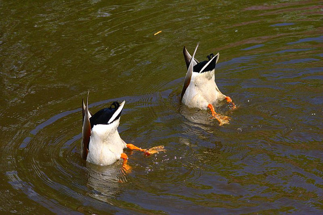 catsbeaversandducks:  &ldquo;Duck and Cover!&rdquo;  (Please click on each